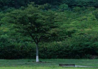 抱树可以缓解焦虑吗 为什么我们需要去抱树