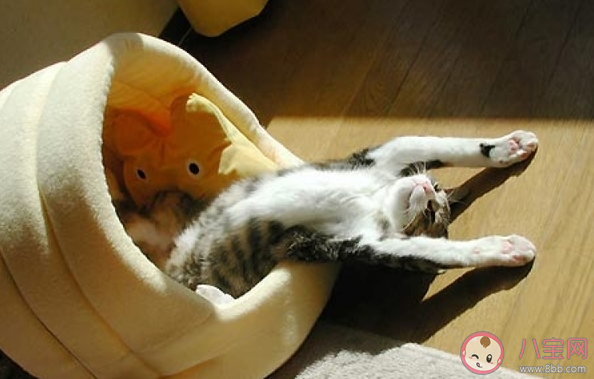 用投降姿势睡觉是出了什么问题 要不要用投降姿势睡觉 用投降姿势睡觉是出了什么问题 要不要用投降姿势睡觉