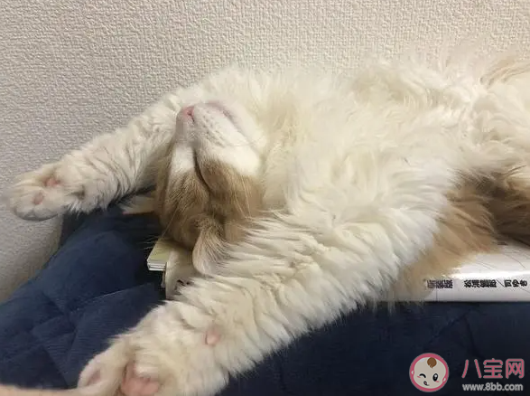 用投降姿势睡觉是出了什么问题 要不要用投降姿势睡觉 用投降姿势睡觉是出了什么问题 要不要用投降姿势睡觉