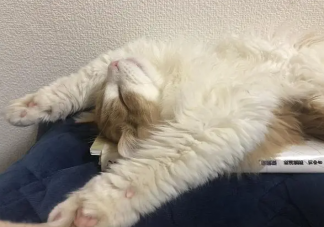 用投降姿势睡觉是出了什么问题 要不要用投降姿势睡觉