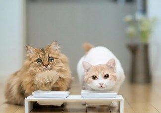 猫咪会吃醋吗 猫咪有没有嫉妒心