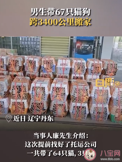 男生带67只猫狗跨3400公里搬家 为什么宠物会被遗弃