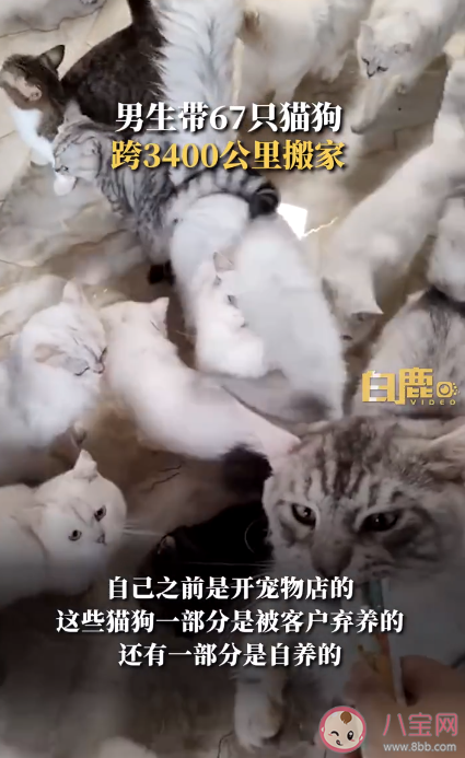 男生带67只猫狗跨3400公里搬家 为什么宠物会被遗弃