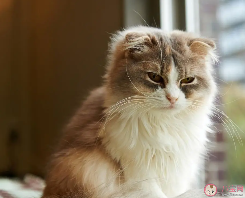 猫咪为什么很粘人 猫咪太粘人了怎么办