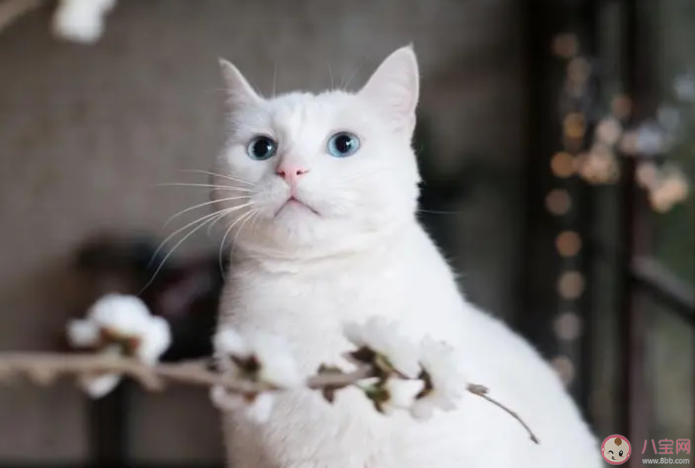 猫咪为什么很粘人 猫咪太粘人了怎么办