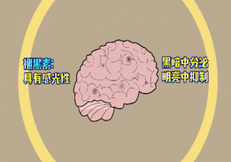 熬夜但睡眠充足伤肝吗 优质睡眠不能只看时长吗