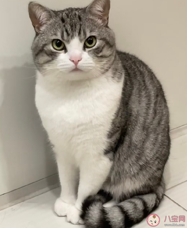 为什么猫容易成为厕所搭子 猫咪有哪些特性
