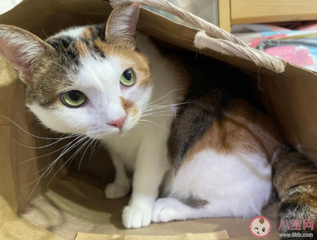 为什么猫容易成为厕所搭子 猫咪有哪些特性