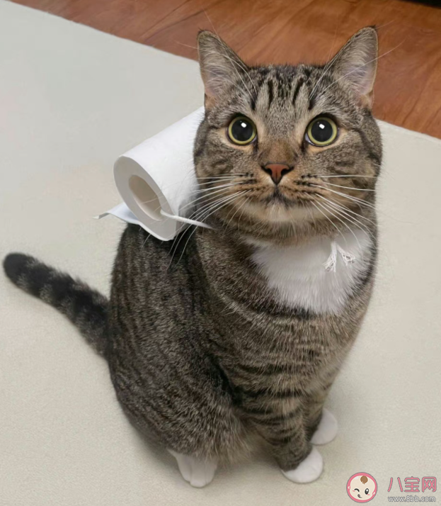 为什么猫容易成为厕所搭子 猫咪有哪些特性