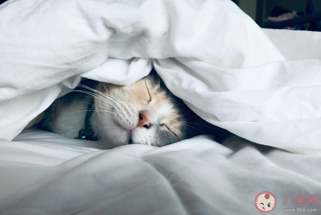 研究发现周末睡懒觉或损害肠道健康 爱睡懒觉到底好不好