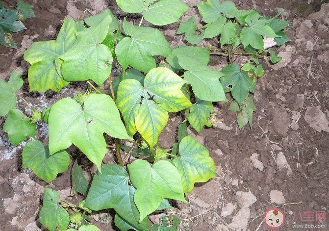 蚂蚁庄园植物也会长肿瘤吗 8月20日答案介绍