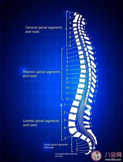 背部太直可能是平背综合征 平背有什么后果 背部太直可能是平背综合征 平背有什么后果