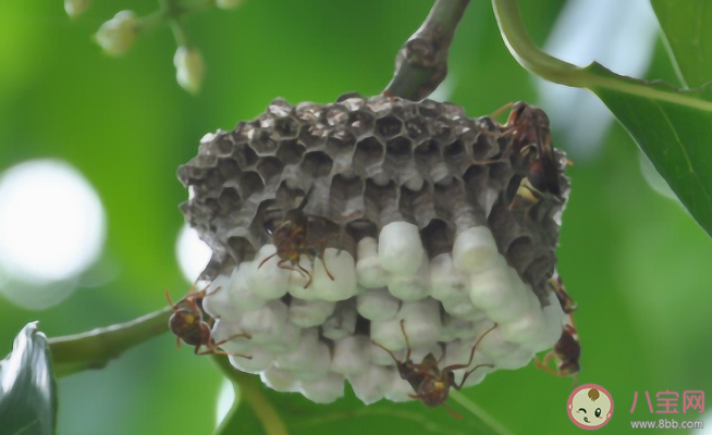 被马蜂蜇伤怎么处理 遇到马蜂怎么办 被马蜂蜇伤怎么处理 遇到马蜂怎么办