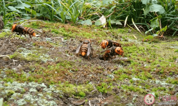 被马蜂蜇伤怎么处理 遇到马蜂怎么办 被马蜂蜇伤怎么处理 遇到马蜂怎么办