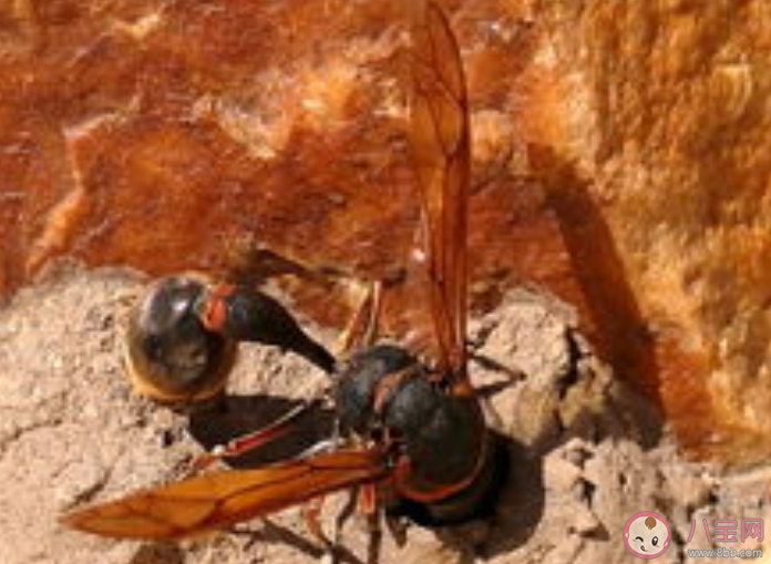 被马蜂蜇伤怎么处理 遇到马蜂怎么办 被马蜂蜇伤怎么处理 遇到马蜂怎么办