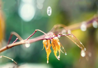 白露时节哪种植物开始收获 蚂蚁庄园9月8日正确答案