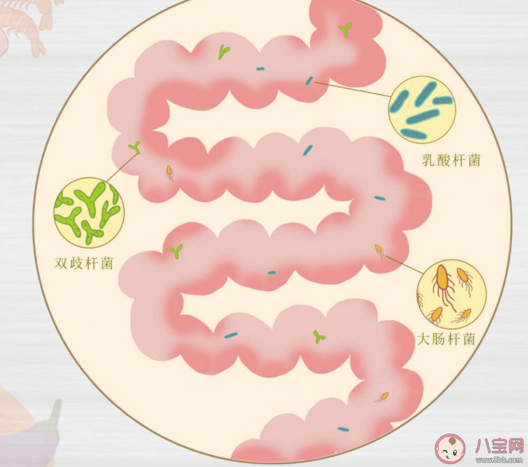 益生菌是食品还是药品 益生菌吃了有什么好处