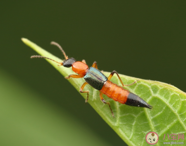 女子捏死隐翅虫手臂被腐蚀7天还没好 遇到隐翅虫怎么处理