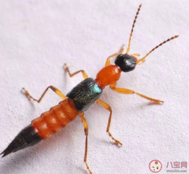 女子捏死隐翅虫手臂被腐蚀7天还没好 遇到隐翅虫怎么处理