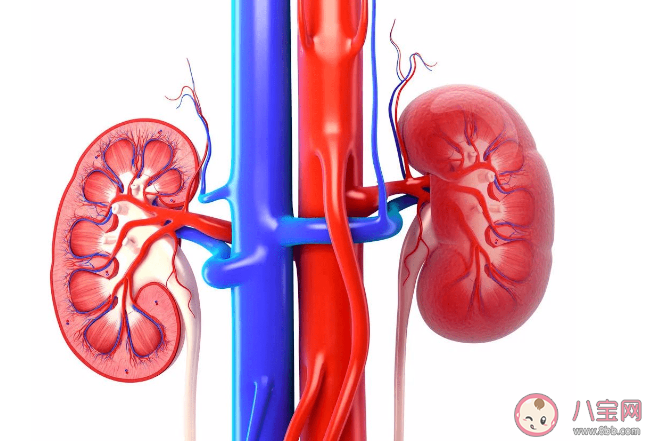 喝啤酒有利于体内结石排出吗 如何有效预防肾结石