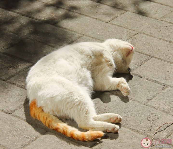 早上晒晒阳光有多重要 人为什么需要晒太阳 早上晒晒阳光有多重要 人为什么需要晒太阳