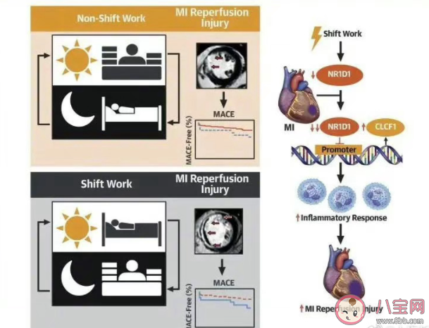 熬夜后的心脏有哪些变化 应该怎样保护心脏 熬夜后的心脏有哪些变化 应该怎样保护心脏