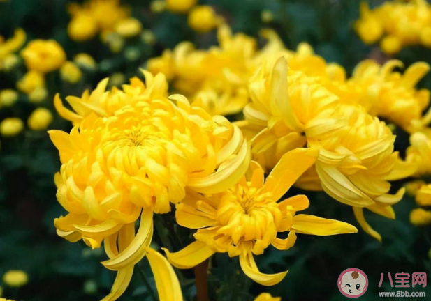 寒露百花凋猜猜哪种花会在寒露时节盛开 蚂蚁庄园10月8日答案