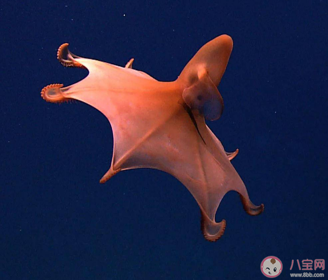 小飞象章鱼的大耳朵实际上是它的什么 神奇海洋10月7日答案