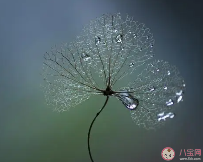 白居易诗句袅袅凉风动凄凄寒露露描写的是哪个节气 蚂蚁庄园10月8日答案介绍