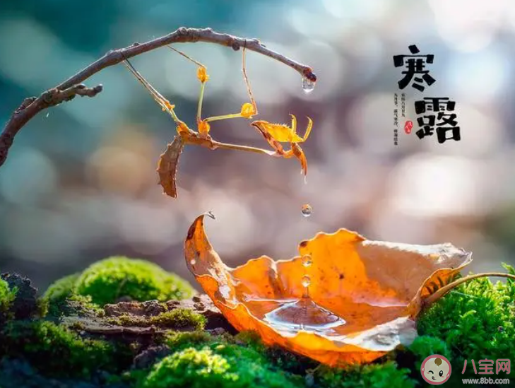 白居易诗句袅袅凉风动凄凄寒露露描写的是哪个节气 蚂蚁庄园10月8日答案介绍