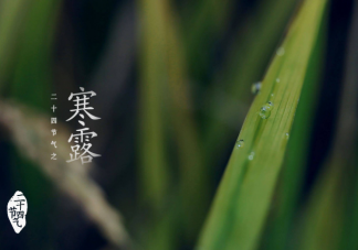 寒露百花凋猜猜哪种花会在寒露时节盛开 蚂蚁庄园10月8日答案