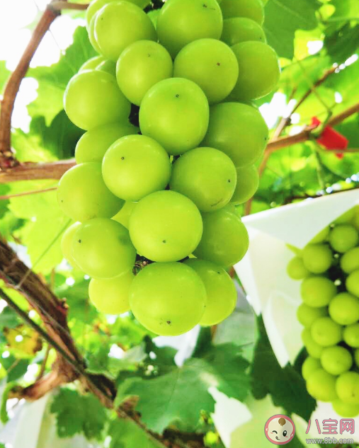 阳光玫瑰为什么没人买了 阳光玫瑰葡萄能够长久保存是泡药水了吗 阳光玫瑰为什么没人买了 阳光玫瑰葡萄能够长久保存是泡药水了吗