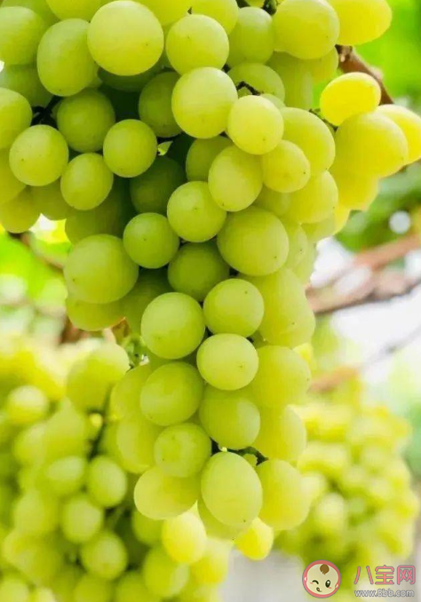阳光玫瑰为什么没人买了 阳光玫瑰葡萄能够长久保存是泡药水了吗 阳光玫瑰为什么没人买了 阳光玫瑰葡萄能够长久保存是泡药水了吗