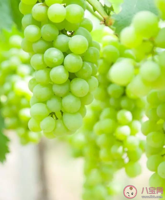 阳光玫瑰为什么没人买了 阳光玫瑰葡萄能够长久保存是泡药水了吗 阳光玫瑰为什么没人买了 阳光玫瑰葡萄能够长久保存是泡药水了吗