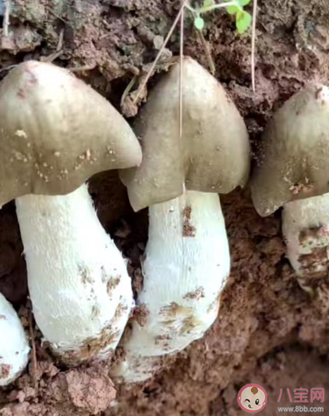 云南发现1.4公斤重大鸡枞 鸡枞菌可以人工种植吗 云南发现1.4公斤重大鸡枞 鸡枞菌可以人工种植吗