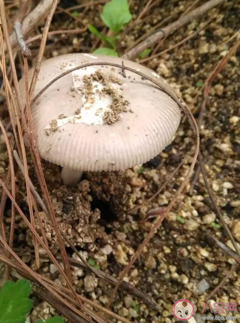 云南发现1.4公斤重大鸡枞 鸡枞菌可以人工种植吗 云南发现1.4公斤重大鸡枞 鸡枞菌可以人工种植吗