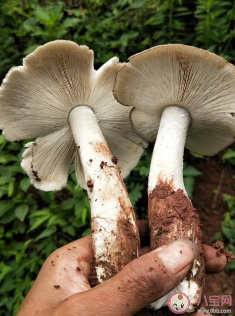 云南发现1.4公斤重大鸡枞 鸡枞菌可以人工种植吗 云南发现1.4公斤重大鸡枞 鸡枞菌可以人工种植吗