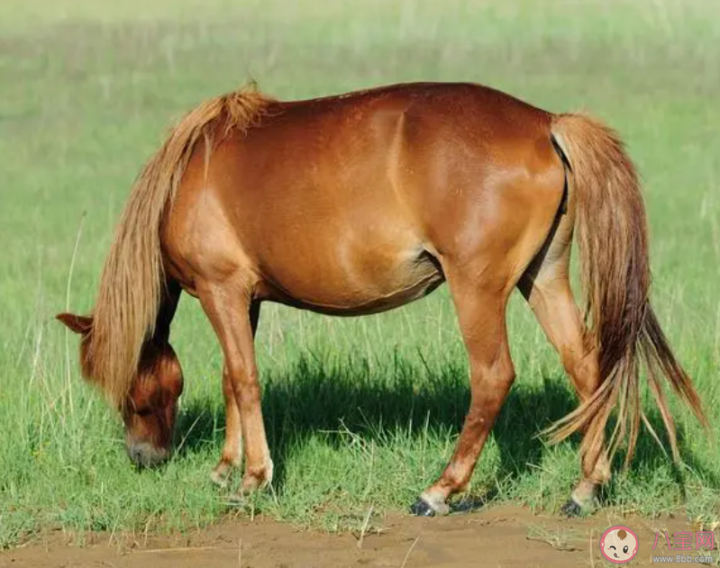 我们常见的哪种动物每只脚只有一个脚趾 蚂蚁庄园10月11日答案