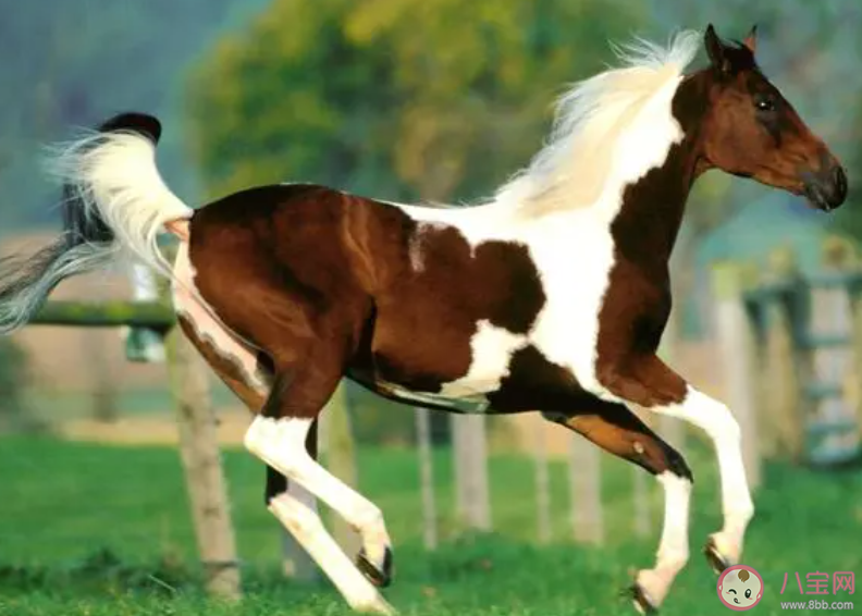 我们常见的哪种动物每只脚只有一个脚趾 蚂蚁庄园10月11日答案