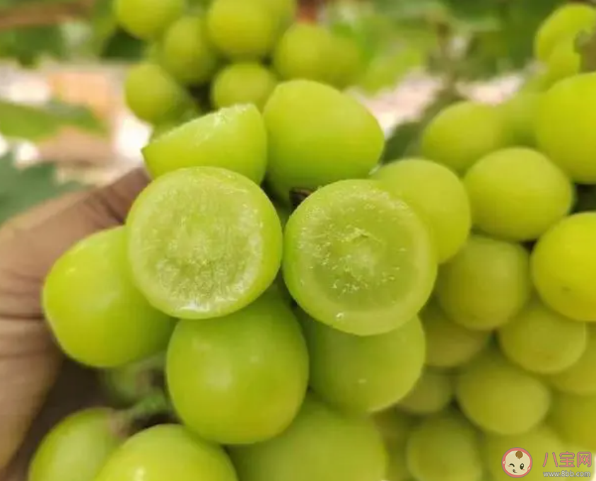 阳光玫瑰销量不如巨峰葡萄是怎么回事 阳光玫瑰为什么不受欢迎了 阳光玫瑰销量不如巨峰葡萄是怎么回事 阳光玫瑰为什么不受欢迎了