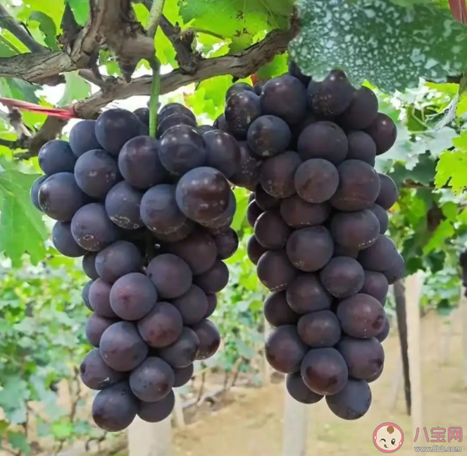 阳光玫瑰销量不如巨峰葡萄是怎么回事 阳光玫瑰为什么不受欢迎了 阳光玫瑰销量不如巨峰葡萄是怎么回事 阳光玫瑰为什么不受欢迎了