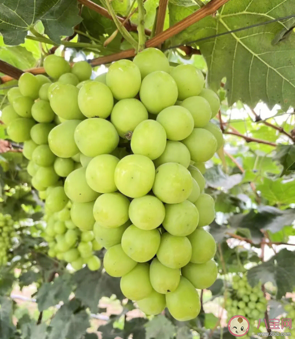 阳光玫瑰销量不如巨峰葡萄是怎么回事 阳光玫瑰为什么不受欢迎了 阳光玫瑰销量不如巨峰葡萄是怎么回事 阳光玫瑰为什么不受欢迎了