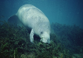 海洋中的海牛和陆地上的牛有什么相似点 蚂蚁森林神奇海洋10月11日答案