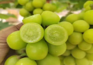 阳光玫瑰销量不如巨峰葡萄是怎么回事 阳光玫瑰为什么不受欢迎了