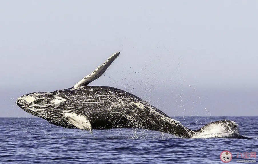 哪种海洋动物是哺乳动物中迁徙距离最长的 神奇海洋10月12日答案