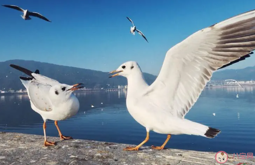 哪种动物有海港清洁工的称号 神奇海洋10月14日答案 哪种动物有海港清洁工的称号 神奇海洋10月14日答案