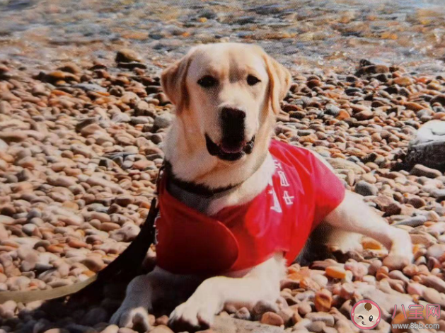 导盲犬是通过红绿灯的颜色来判断能否过马路吗 蚂蚁庄园10月17日答案