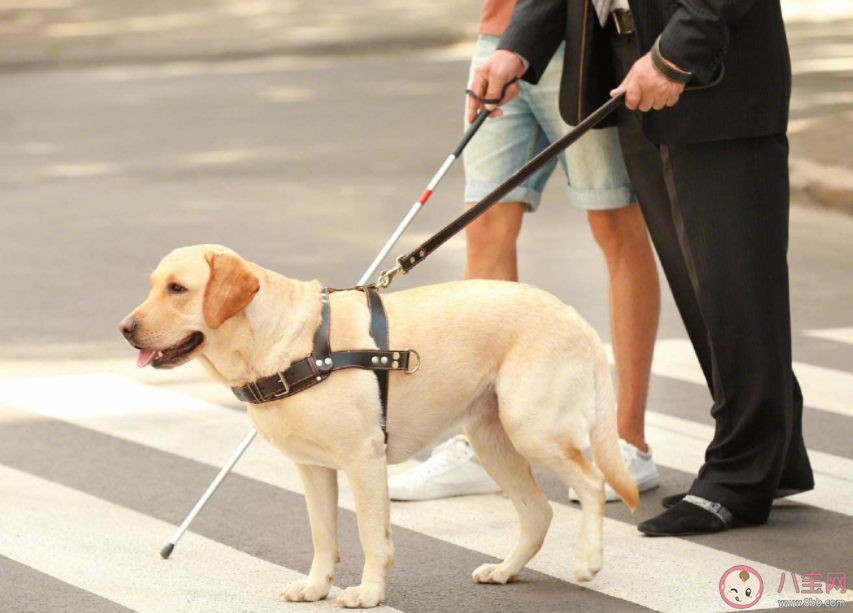 导盲犬是通过红绿灯来判断过马路吗 蚂蚁庄园10月17日答案介绍 导盲犬是通过红绿灯来判断过马路吗 蚂蚁庄园10月17日答案介绍