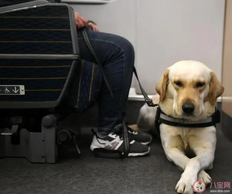 导盲犬是通过红绿灯来判断过马路吗 蚂蚁庄园10月17日答案介绍 导盲犬是通过红绿灯来判断过马路吗 蚂蚁庄园10月17日答案介绍