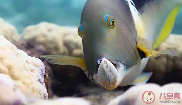 以下哪种海洋鱼类会利用工具打开食物 蚂蚁庄园10月17日答案最新